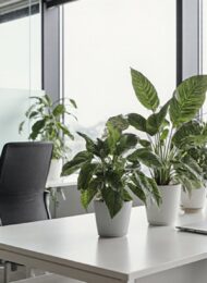 Pflanzen für einen verbesserten Arbeitsplatz